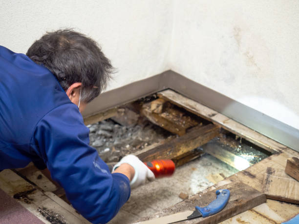 Best Residential Mold Removal  in Markesan, WI