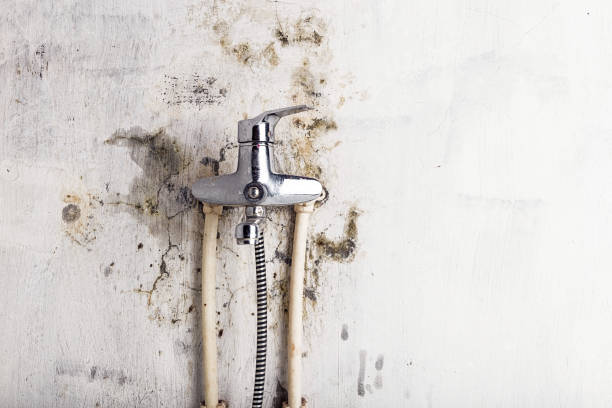 Trusted Markesan, WI Mold Removal Experts