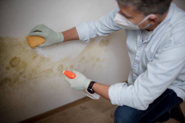 Best Certified Mold Removal  in Markesan, WI