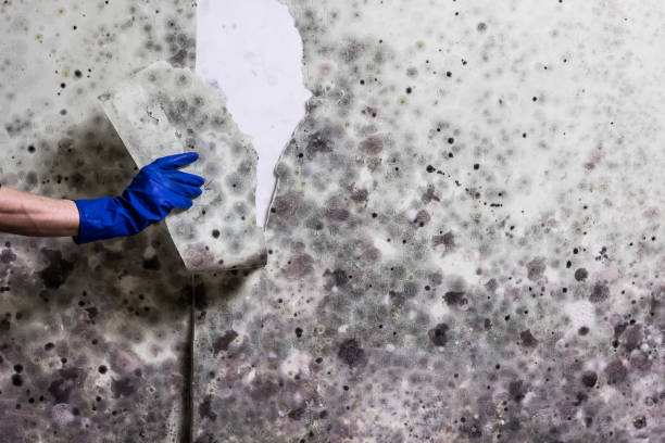 Best Commercial Mold Removal  in Markesan, WI