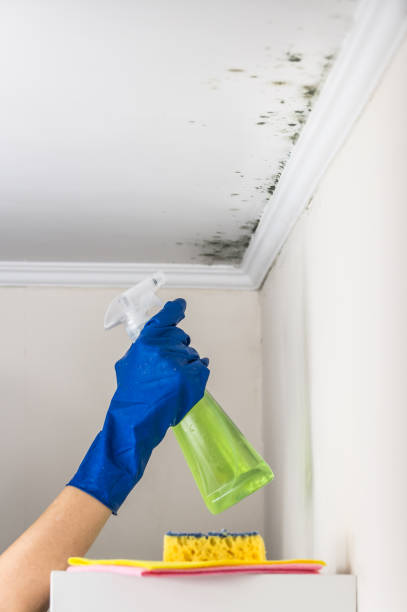 Best Fast Mold Removal  in Markesan, WI